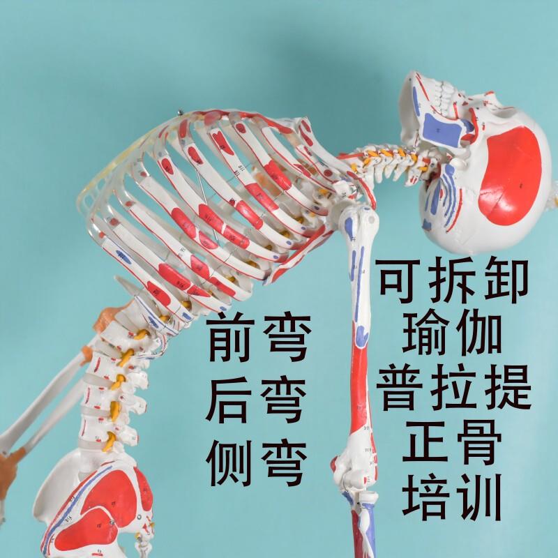 弘深人体骨骼模型脊柱弯T曲拆卸骷髅全身骨架教学美术培训瑜伽保