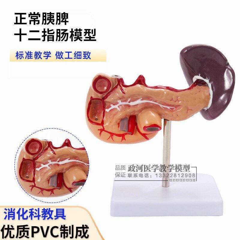 人体肝脏脾胰解剖模型 消t化系统模型腹腔干肝门静脉 正常肝胰模