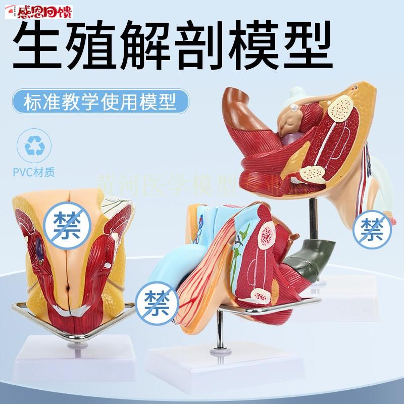 男性生殖解剖模S型 睾丸 膀胱 自然大1:1男性生殖器层次解剖模