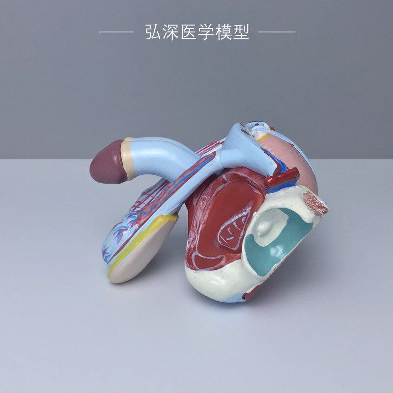 男性生殖系统g模型人体生殖器官内外结构可拆解5部件医学教学模具