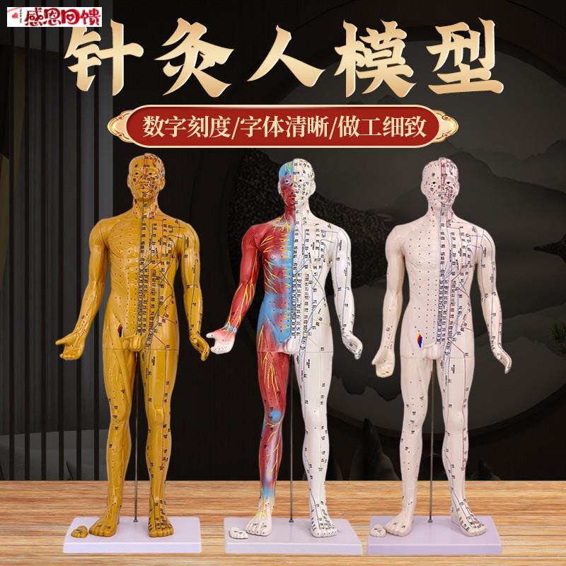 80cm超清晰经络通针灸铜Z人 人体穴位模型中医针灸人体模型 经外