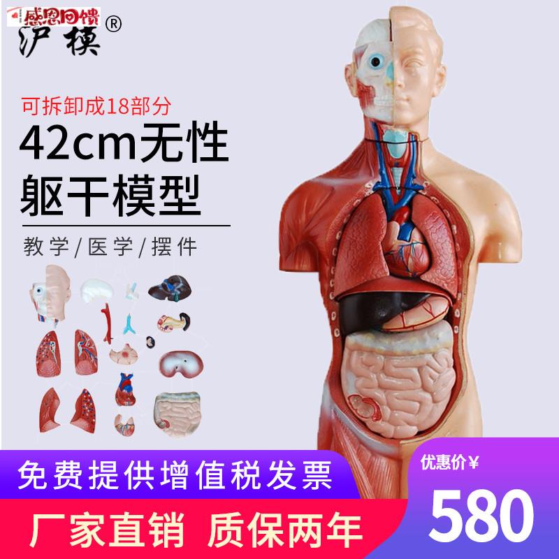 沪模 42cm无性躯干模型可拆分18部件 人体身体器官构造教学模具内