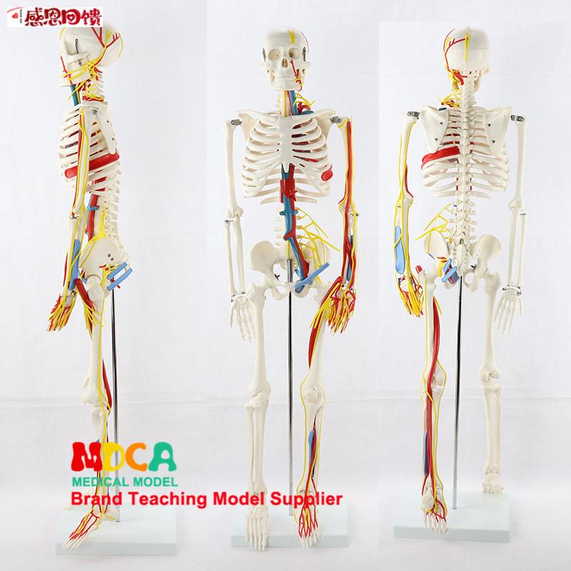 人体医学骨骼模型k85CM人体骨骼肌肉起止点神经模型小针刀 MGG20