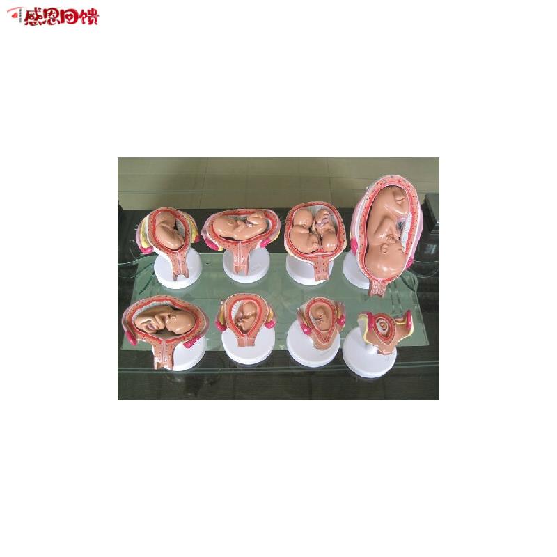 胎儿妊娠发育过程模型/怀孕胎儿模B型/妊娠胚胎模型(8件