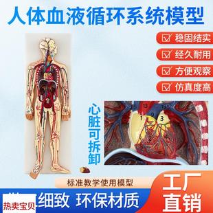 人体血液循环系统模型内脏心脏器C官血管解剖模型医院学校教学教