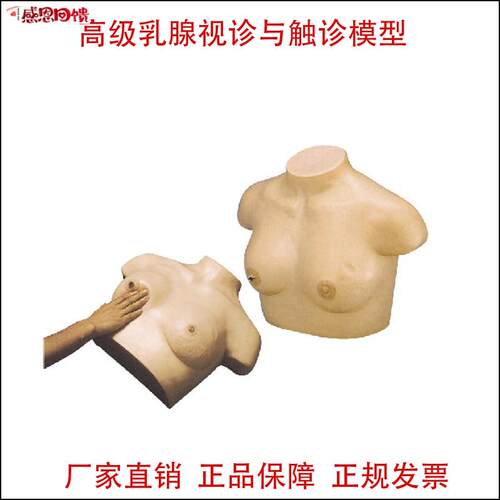高级乳腺视诊与触诊模型 妇科模型 乳腺检查O催乳训练乳房检查教