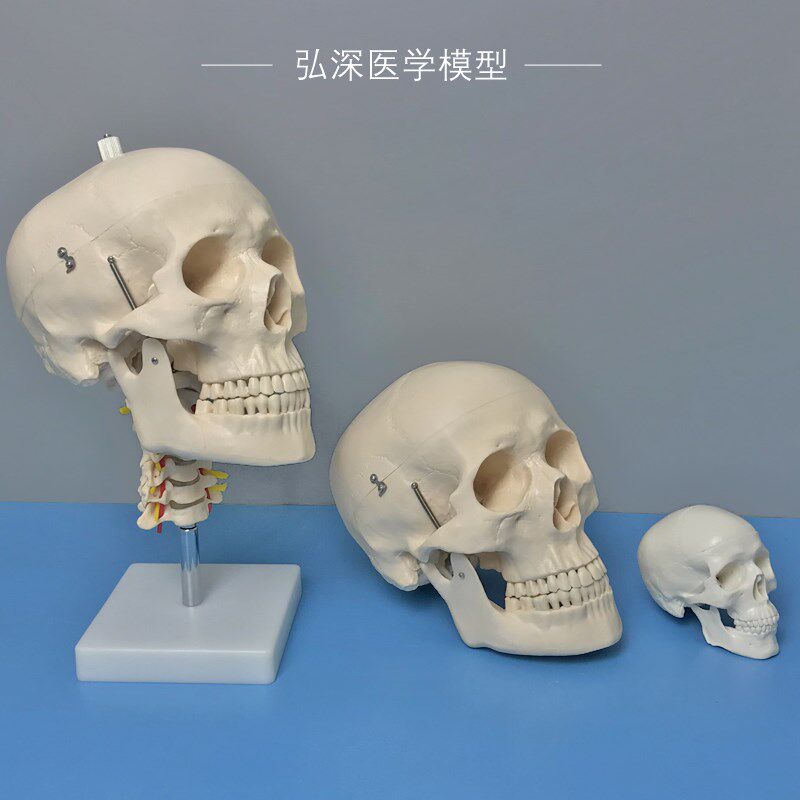 人体头颅骨模型头部骨o骼带颈椎动脉脑解剖彩色骷髅头可拆活动教