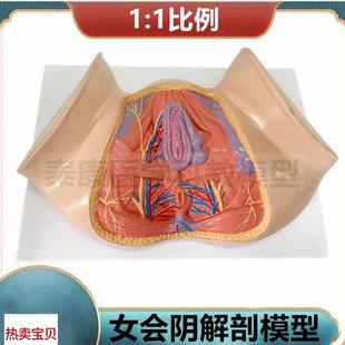 产后月子家y政培训技校月嫂练手女骨盆可活动旋转 1比1女会阴模型