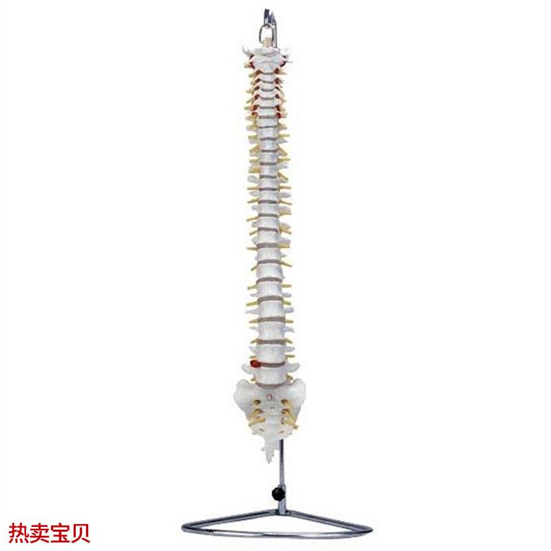脊椎骨模型自然大脊椎带尾骨模型脊椎模型人体P脊椎脊柱模型腰椎