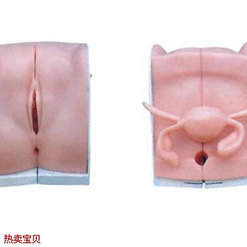 高级女性避孕器指导模型 计划生育示教模具女性V内生殖器模型