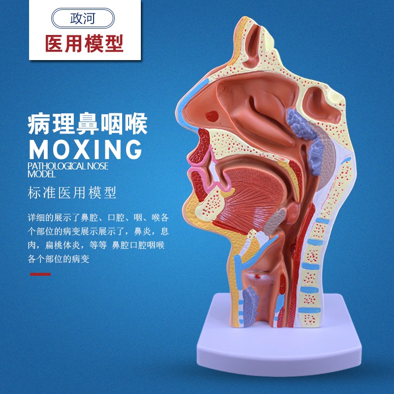 头部解剖模型 口鼻咽喉s内侧面血管神经模型 人体鼻腔口腔咽喉解