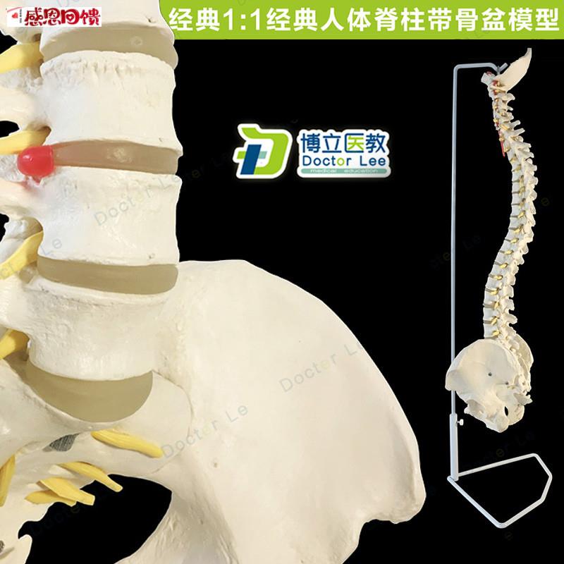1:1人体脊柱模型 成人正骨骨科 带颈椎腰Z椎椎间盘 脊椎骨骼型