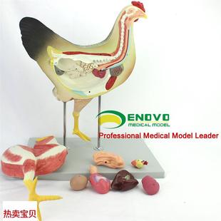 ENOVO鸡解剖模型家禽器v官内脏神经解刨兽医学习动物模型飞禽类型