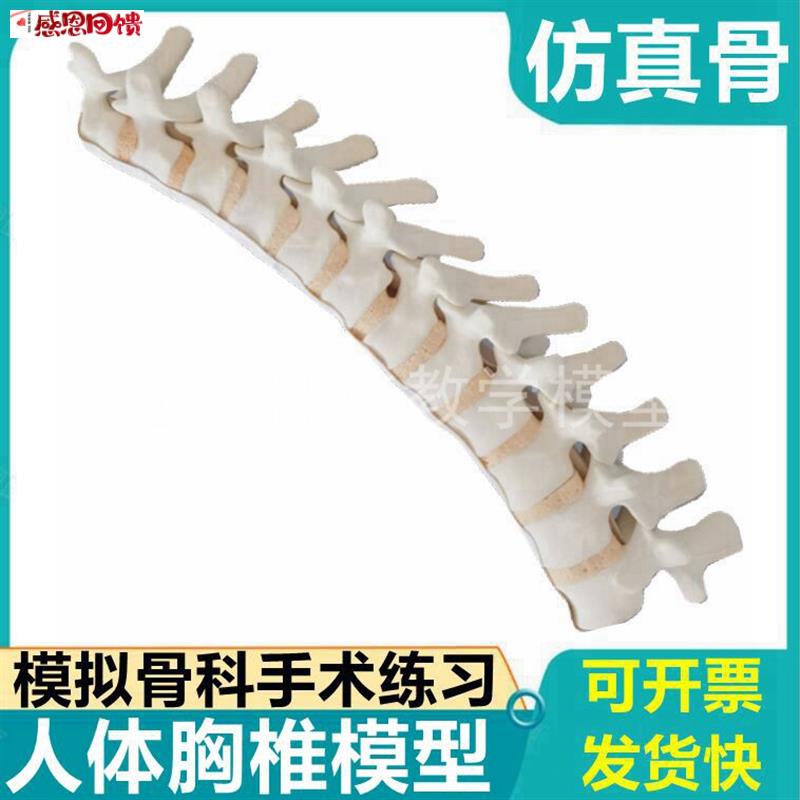人体颈椎模型彷真骨Sawbones骨科手术练习用V假骨头脊柱胸椎腰椎