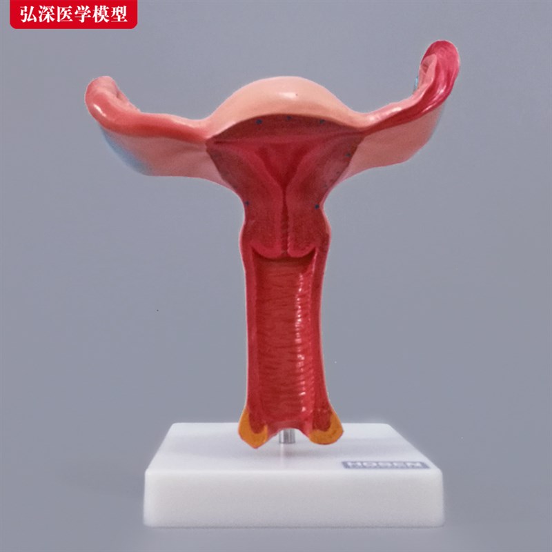子宫模型女性卵巢解剖放大妇科教学模具医学生P殖系统人体塑胶玩