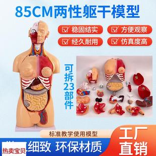 85CM两性躯干可拆23件人体器官结构组织解剖O内脏器官结构分布结