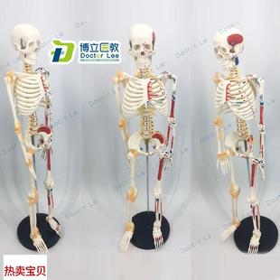 人体骨架附h肌肉起止点着色模型 新品 85CM人体骨骼带神经带椎间盘