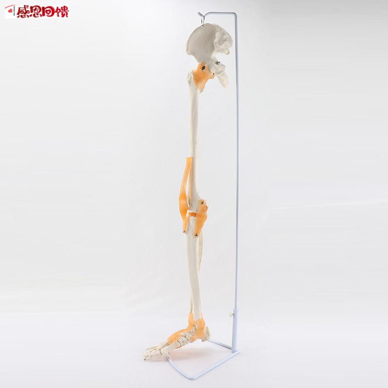 1:1成人下肢骨关节模型y腿骨韧带医院校骨科教学仿真塑胶假肢模
