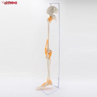 1:1成人下肢骨关节模型y腿骨韧带医院校骨科教学仿真塑胶假肢模