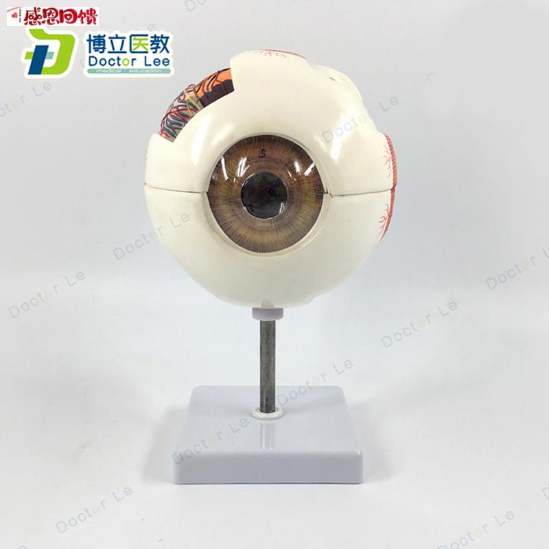 专业版医学6倍大人体眼球解剖模型美术眼c睛解剖结构五官眼科结