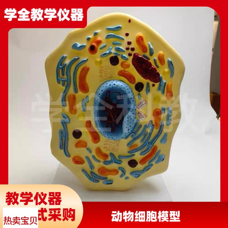 动物细胞模型 显微结构 解剖模型C 细胞膜 细胞质 细胞核 线粒体