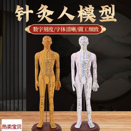 人体针灸模型人经络穴位中医全y身十二铜人模特图可扎针练习小皮