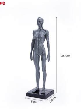 仿真女性人体骷髅美术d写生全身肌肉结构静物素描教学模型RTSM10