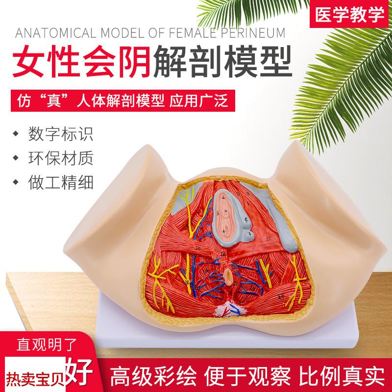 女性会阴模型 会阴解剖模型 妇科解F剖模型 女性生殖器官解剖模型
