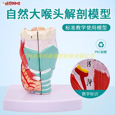 自然大喉头解剖标本喉部血管甲l状腺喉头医学人体喉肌喉软骨模