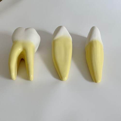 牙科教学模型 口N腔模具  磨牙 切牙 尖牙 牙医 人体牙齿仿真标