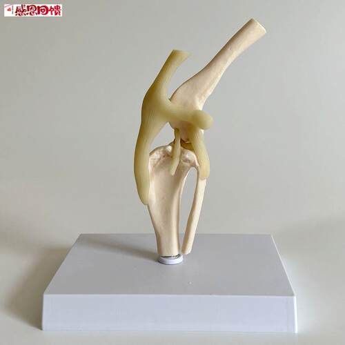 福臻模型动物骨骼狗膝关节后肢髌骨韧带兽医药促销动x物医生手术