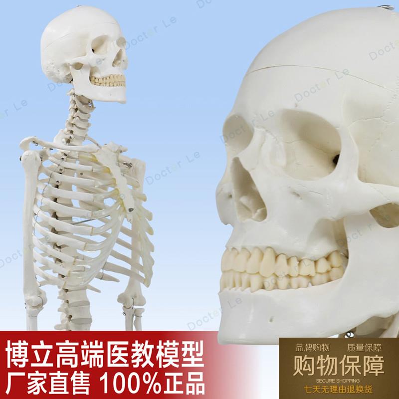 高端美术医用男女170cm骨架模型骷髅可拆卸解剖骨骼瑜伽正骨骨科