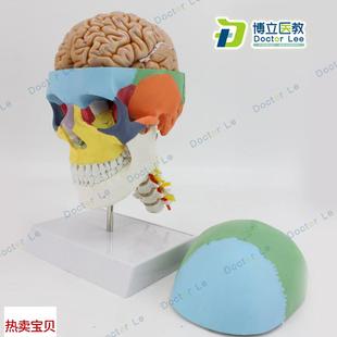 彩色人体骷髅头模型头颅骨模型大脑E模型头骨带脑模型医用可拆卸