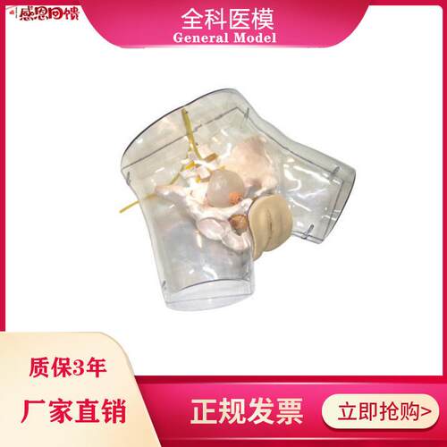 透明刮宫模型护理导尿人工流产G妇科阴部内部解剖观察模型GM/FT3