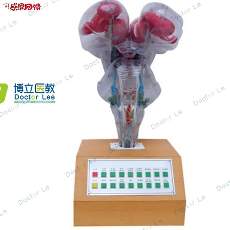 电动脑干模型 脑科模型 教用医用 科教P展示科学展馆 解