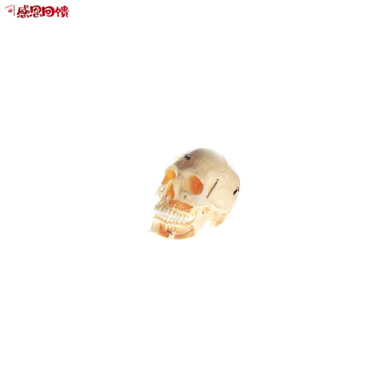 成人头颅骨附血u管神经模型GD/A1111