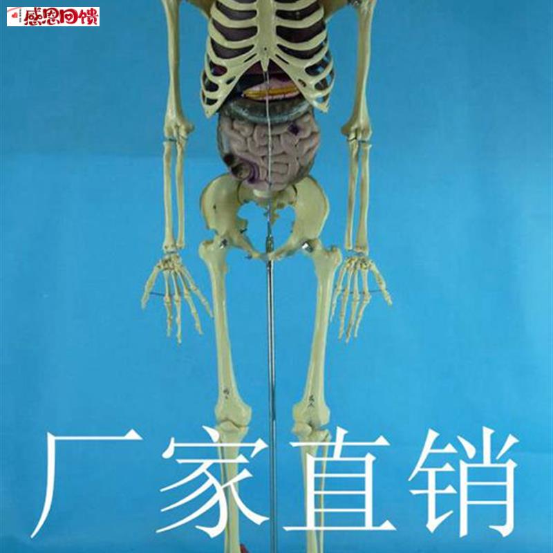 带内脏170cm人h体骨骼模型 1:1人体骷髅骨架模型 医用人体标本模