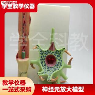 神经元放大模型 神经元胞体和Z神经纤维结构放大模型 神经细胞模