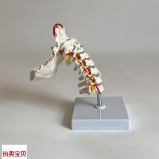 康泰教具动态颈椎模型寰椎枢w椎旋转错位演示正骨中医康复指压推