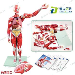 人体全身肌肉附内脏器官解剖F模型医学人体肌肉组织模型