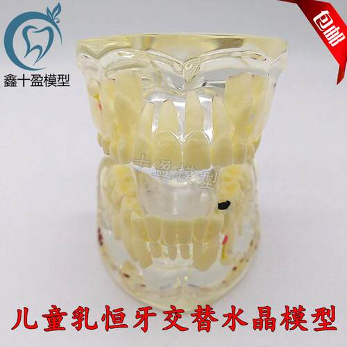 牙科口腔教学模N型 儿童病理模型 乳牙恒牙交替 透明水晶模型M400
