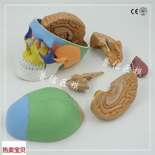 医 1比1大小人体头颅骨模型 血管头骨模型 脑解剖 肌U肉大脑模型
