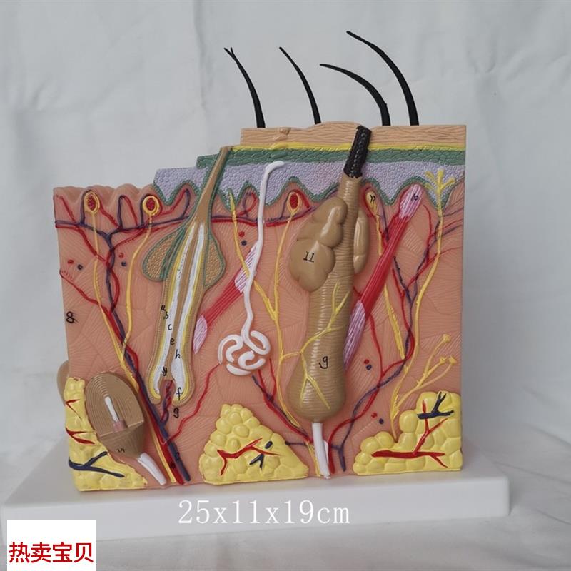 人体50a倍皮肤深层次解剖放大模型毛囊皮肤结构医用教学植发讲解