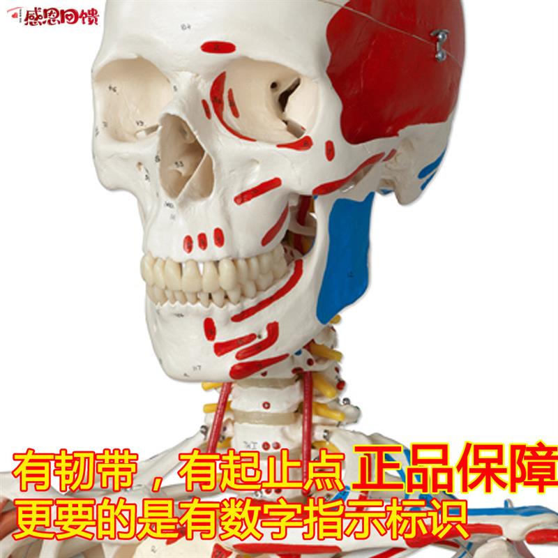 颐诺正品人K体医用170CM骨骼模型肌肉韧带小针刀骨架标本解剖脊