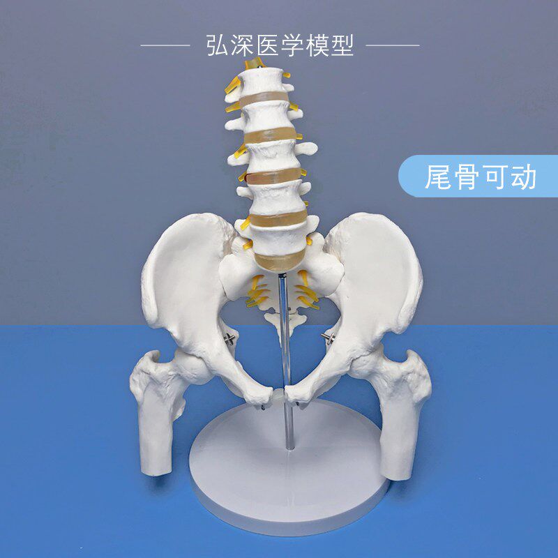 人体骨盆带五节腰椎模型尾骨w骼可活动附股骨盆骨关节神经医学教