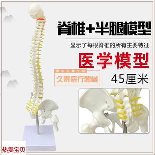高端医学可活动人体脊柱正骨手法练习骨架骨骼脊椎模型4Y5CM高包