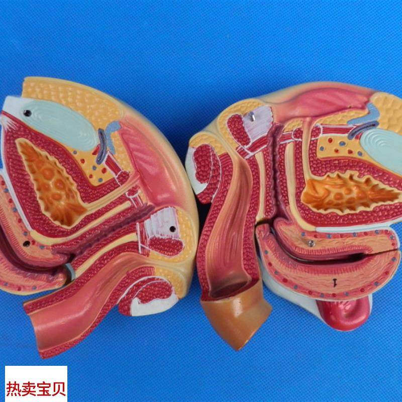 女性男性生殖器官解剖模型  计划生育用品计生展示模W型计生委指