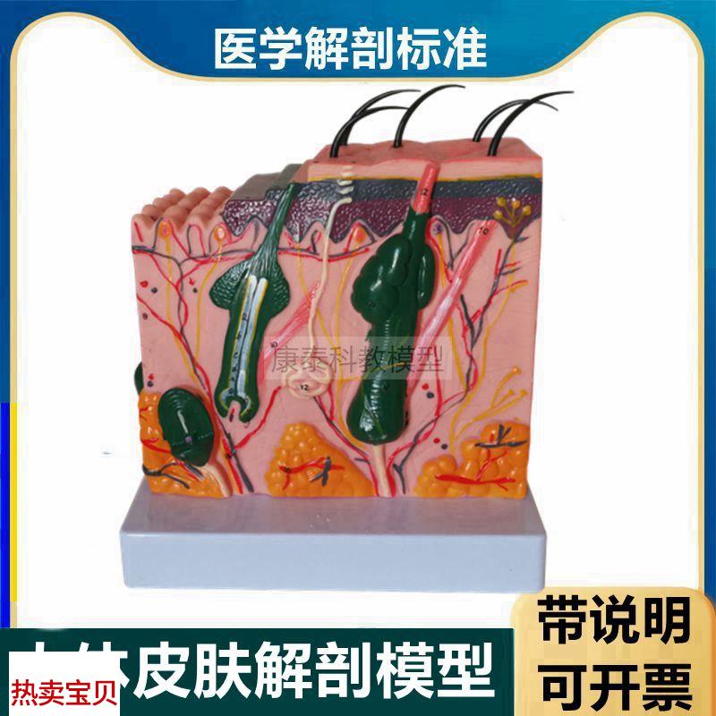 人体皮肤模型带i标识说明皮肤层次结构毛囊皮下组织美容微整形医