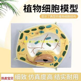 植物细胞模型细胞组织模型初中生物教学仪器X教具实验用品