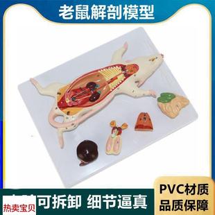 老鼠解剖模生理医学解剖实验教具仿真G立体内脏可拆卸动物解剖标